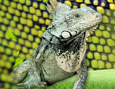 Nuevo multimedia “Iguana viva”, una forma de estar más cerca de ellas